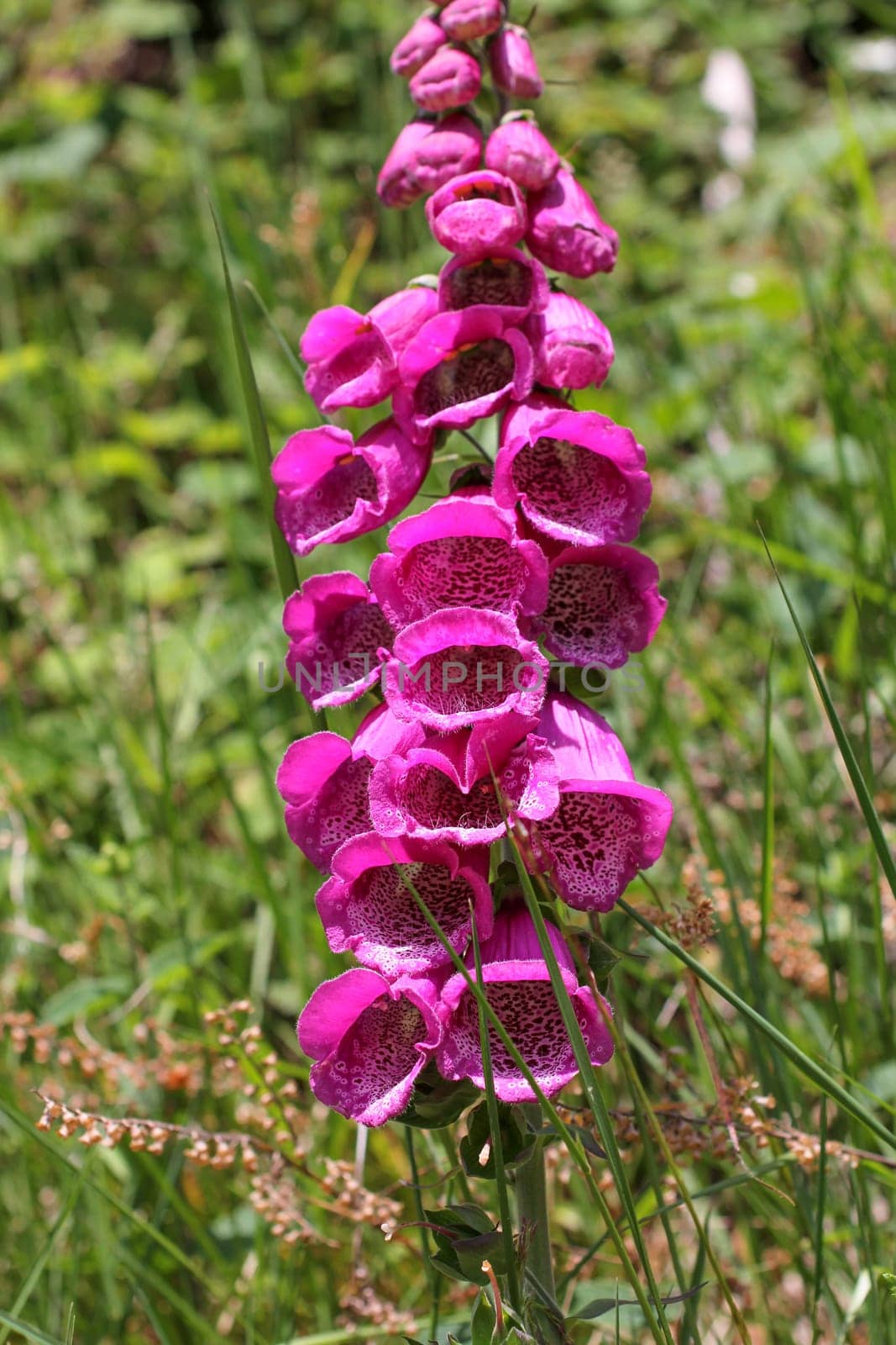 Fingerhat,foxglove