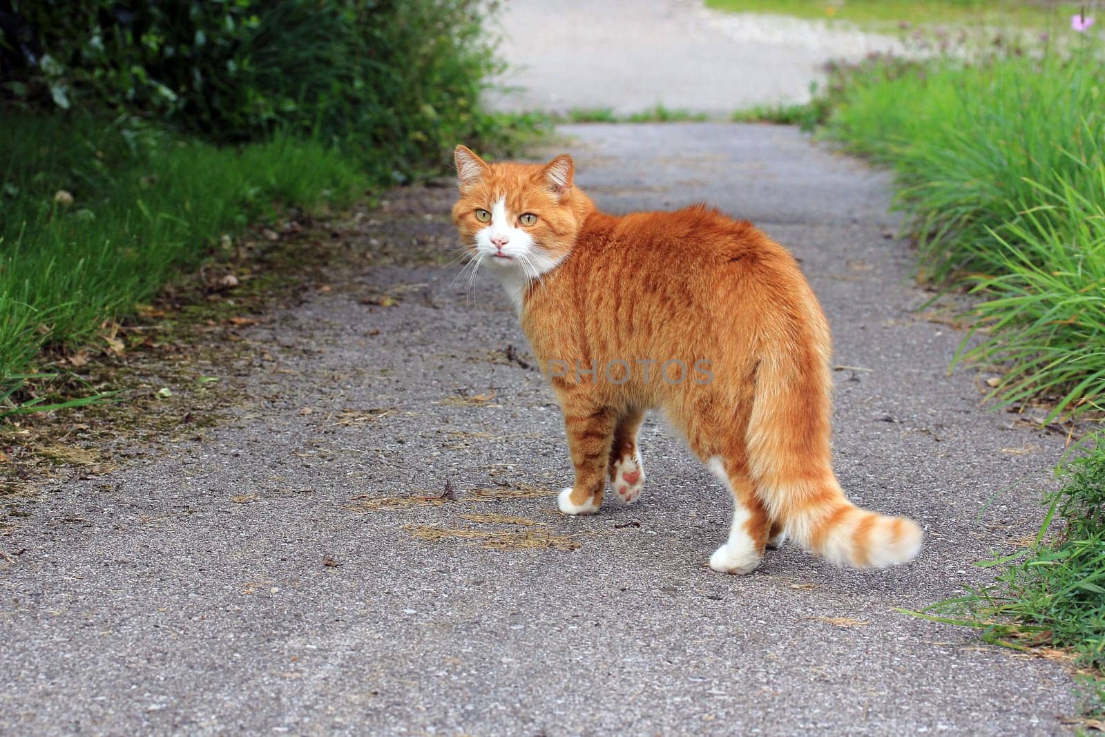 The red cat on the street