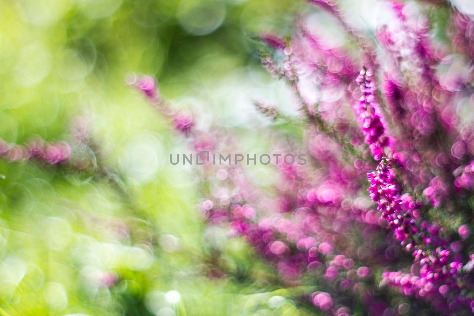 Autumn heather with bokeh