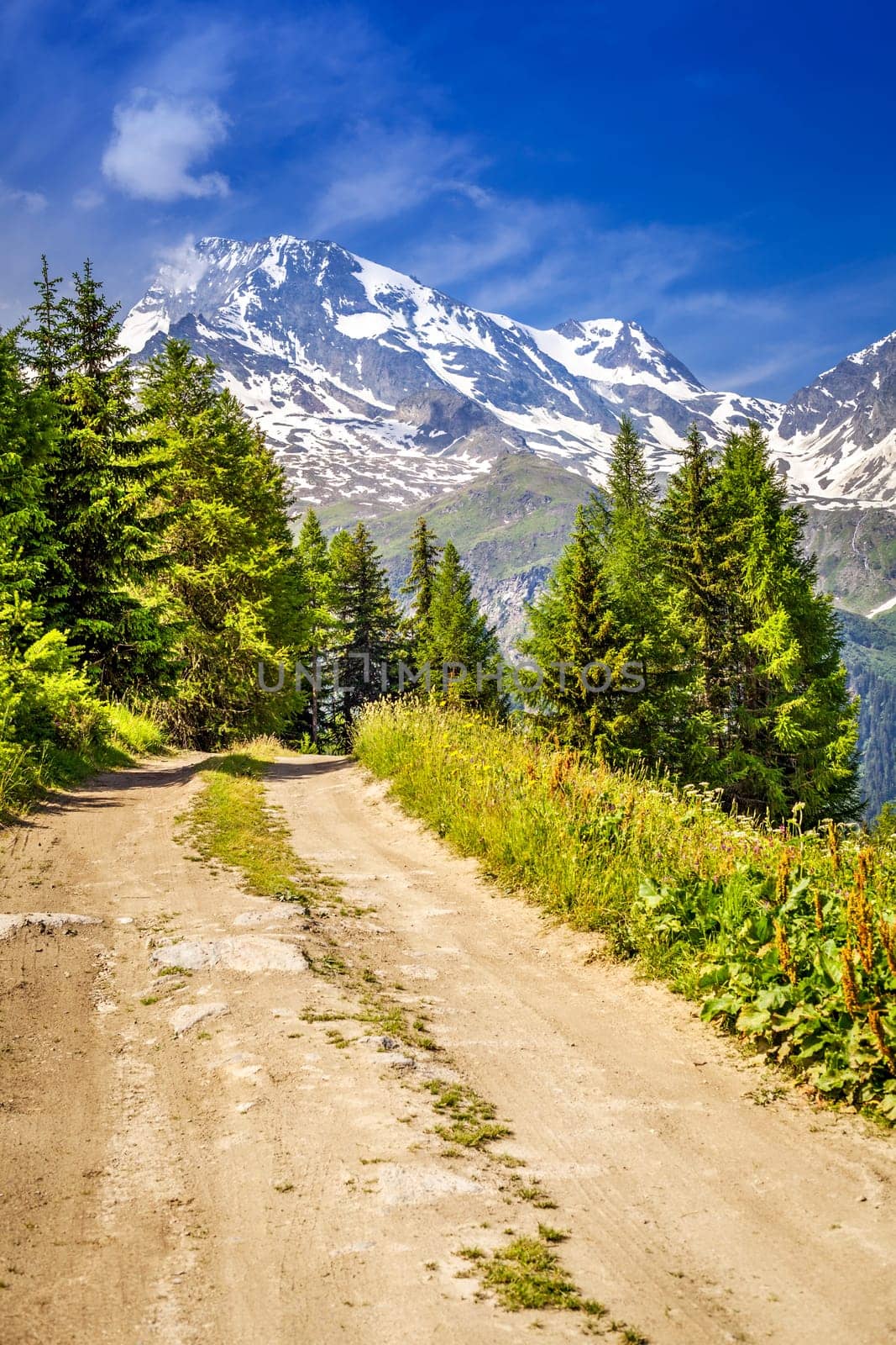 Landscape composed of a hiking trail, firs and mountains