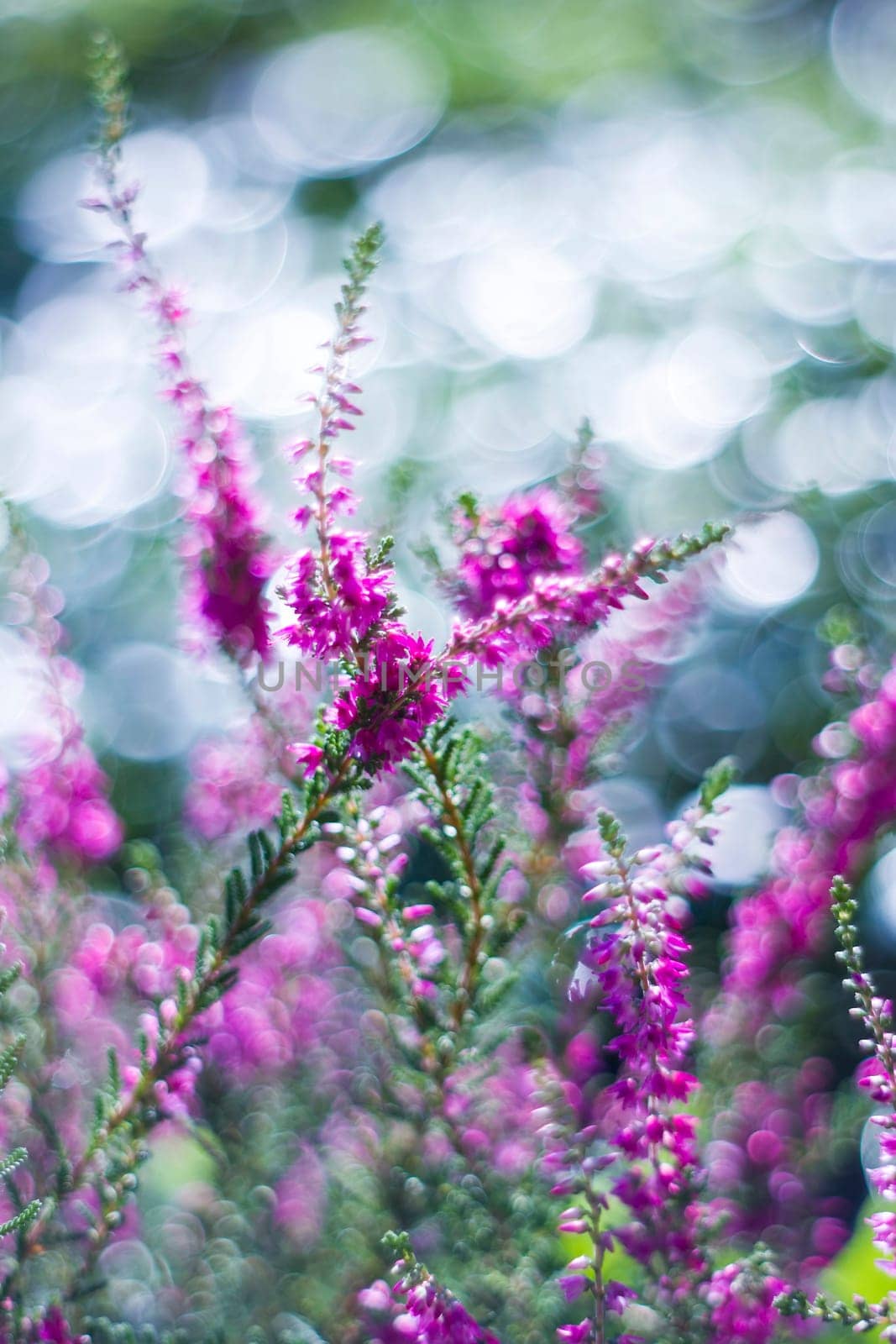 Autumn heather with bokeh