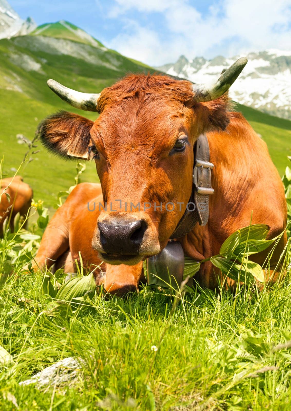 Close up view of a cow in an alpine meadow