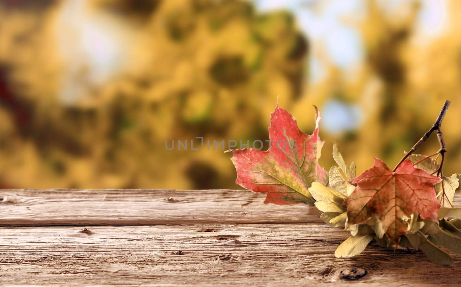 Twig with colorful withering autumn leaves depicting their life cycle with the changing seasons lying on a rustic wooden table in a fall garden, with copyspace