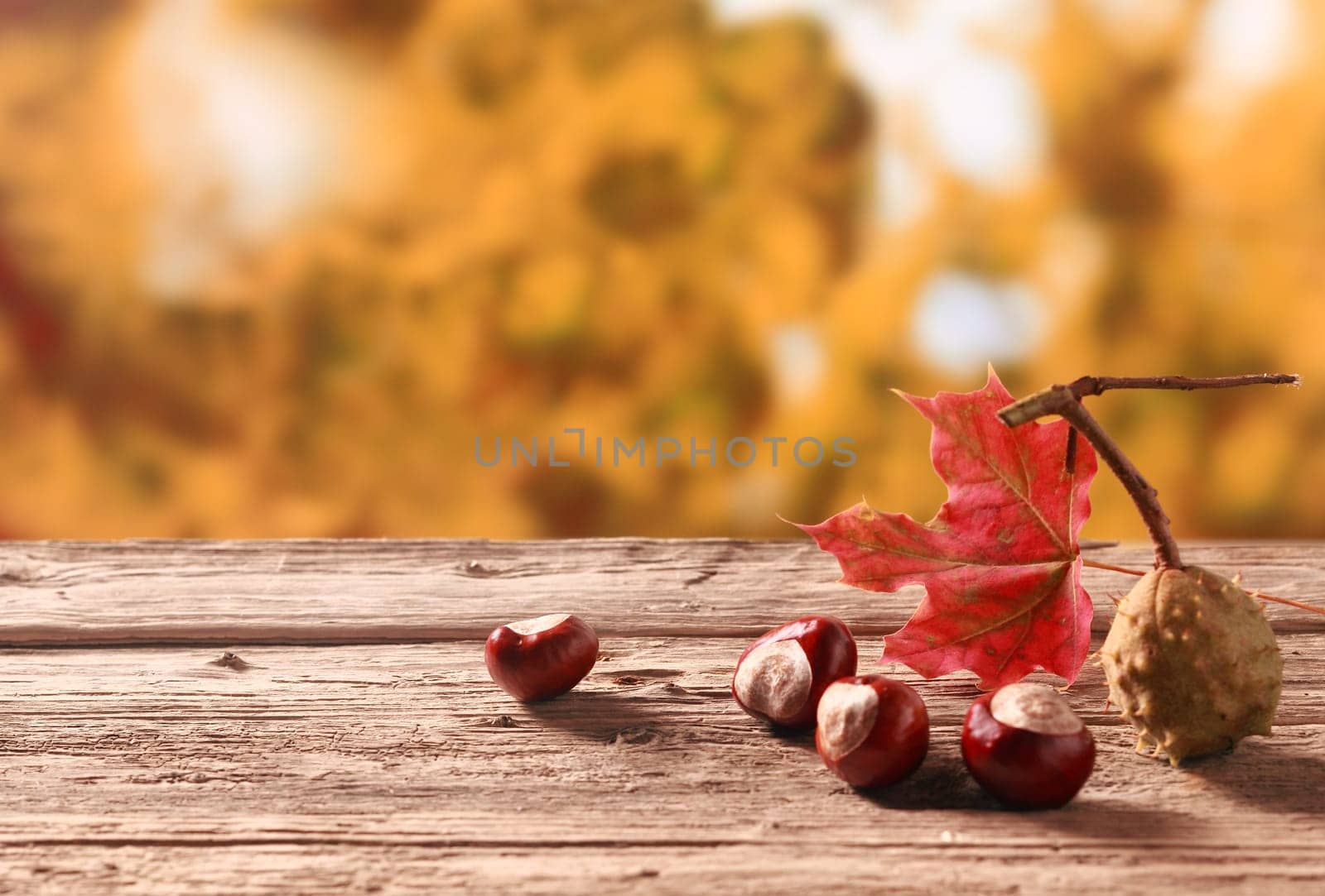 Fresh chestnuts from an autumn harvest lying on an old rustic wooden table with a colorful red leaf against a backdrop of autumn foliage in a garden, with copyspace