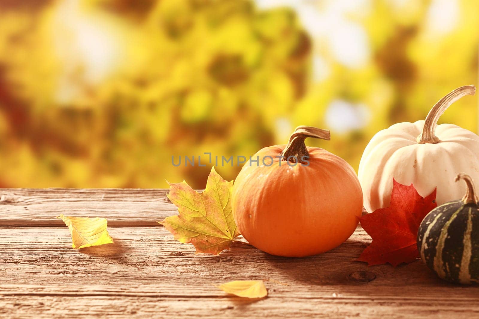 Fresh assorted pumpkin and squash in an autumn garden with colorful golden foliage on the trees standing on an old wooden table with red and yellow fall leaves, with copyspace