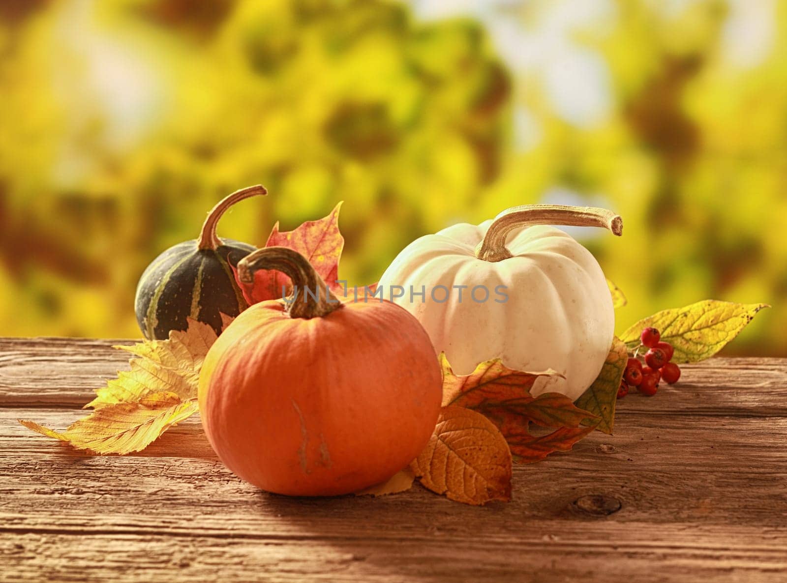 Three fresh pumpkin and squash, one orange, white and variegated green, with fall leaves on a rustic wooden table in a colorful autumn garden