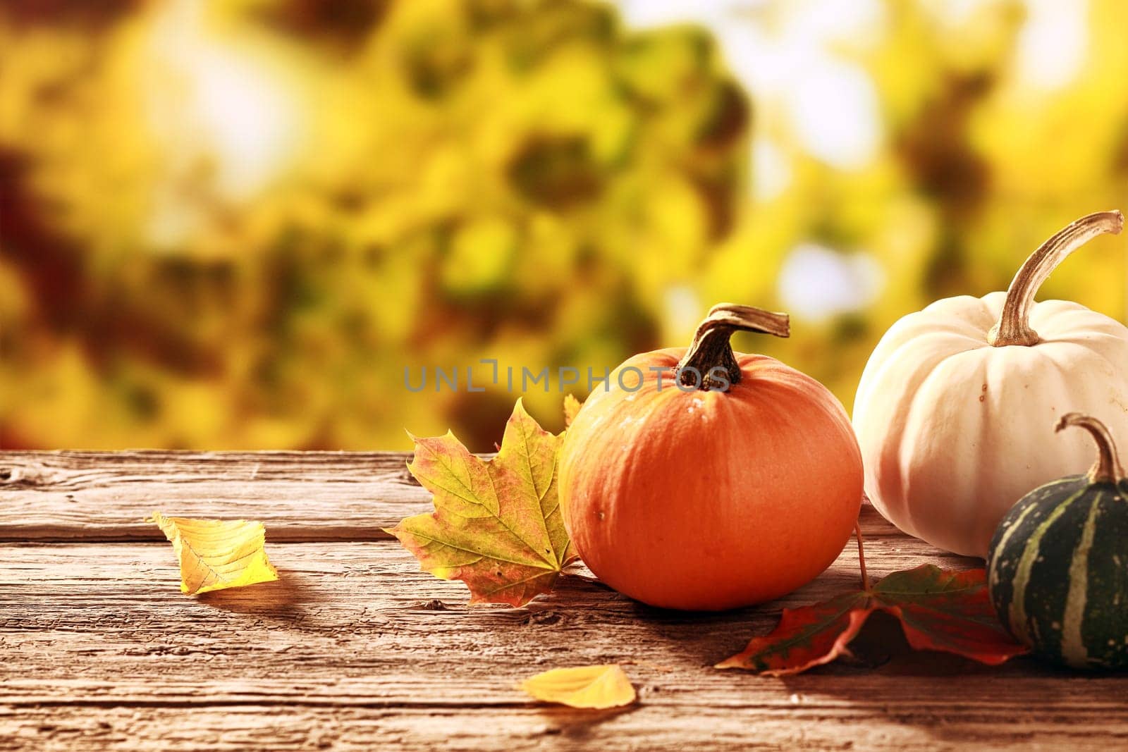 Colorful fall harvest with an orange and a white pumpkin with a variegated green and white squash on an old rustic wooden table in a garden with golden autumn foliage
