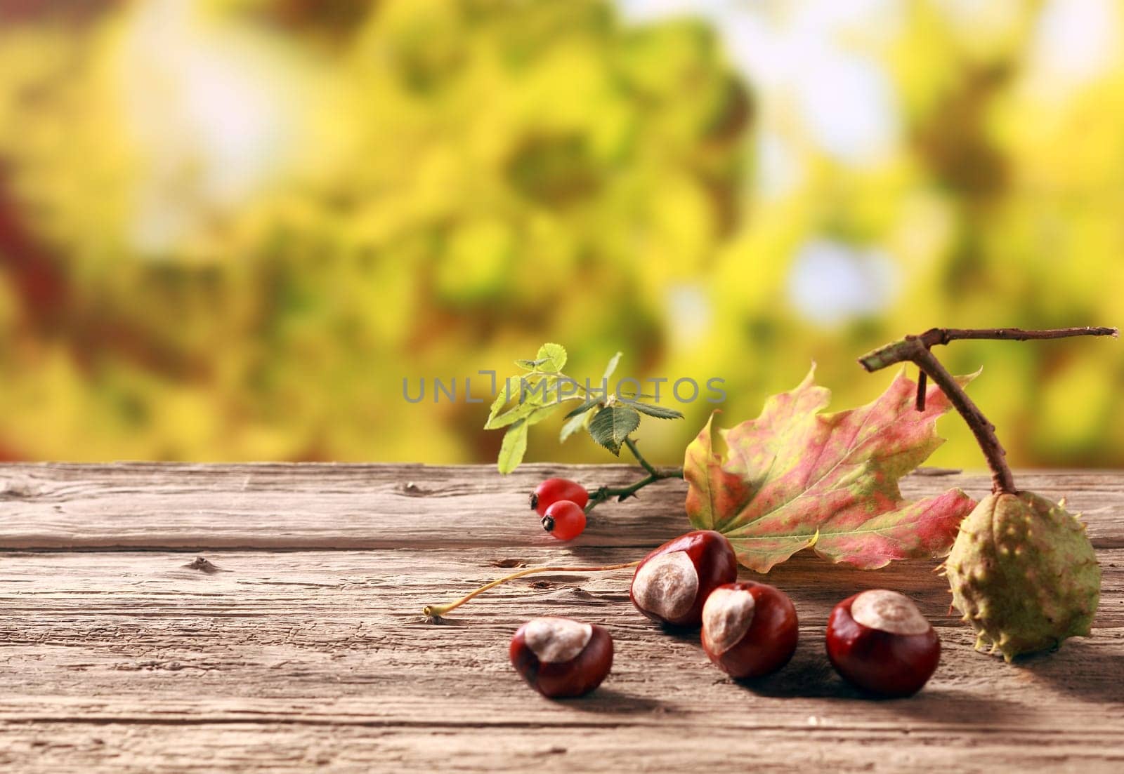 Chestnuts and rose hips, both rich natural sources of vitamin c , standing on an old wooden table in an autumn garden with colorful golden yellow foliage, with copyspace