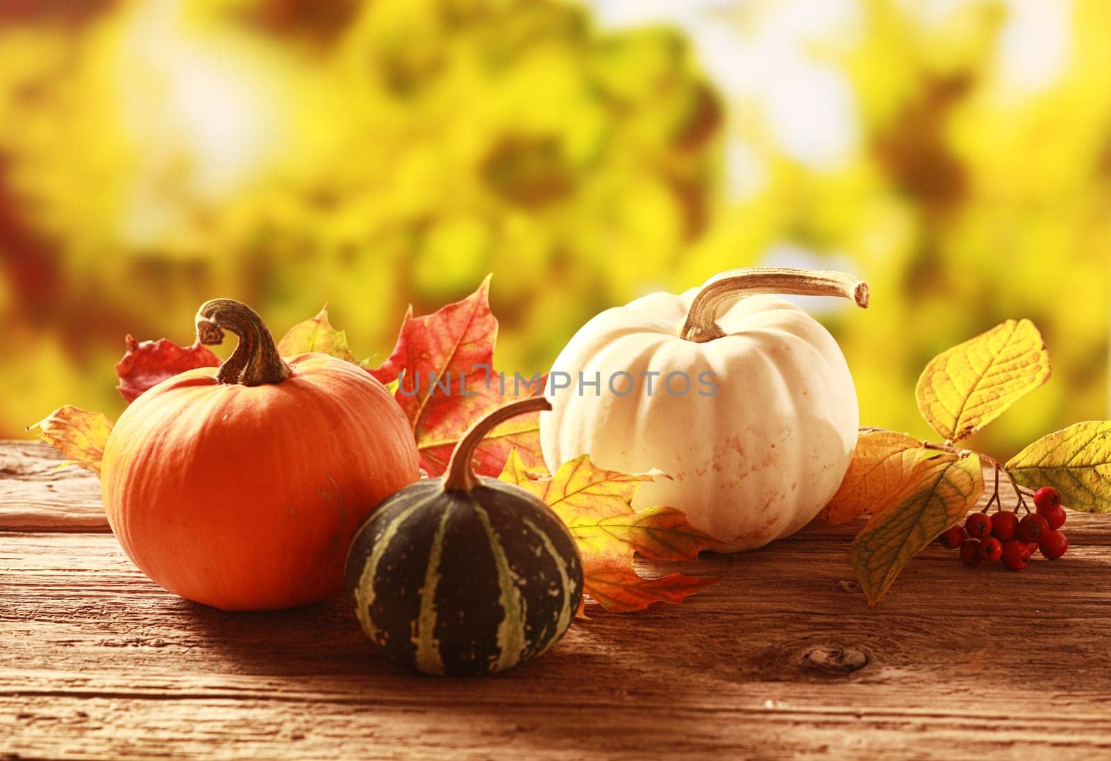 Colorful autumn harvest with an orange, variegated green and white pumpkin and squash amongst colorful fall leaves on a rustic wooden table in a golden autumnal garden with copyspace
