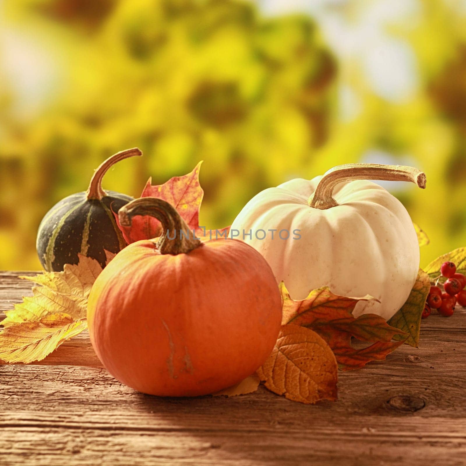 Three cucurbita squash and pumpkins in orange, white and variegated colors standing amongst colorful fallen autumn leaves on a rustic wooden table in a golden fall garden
