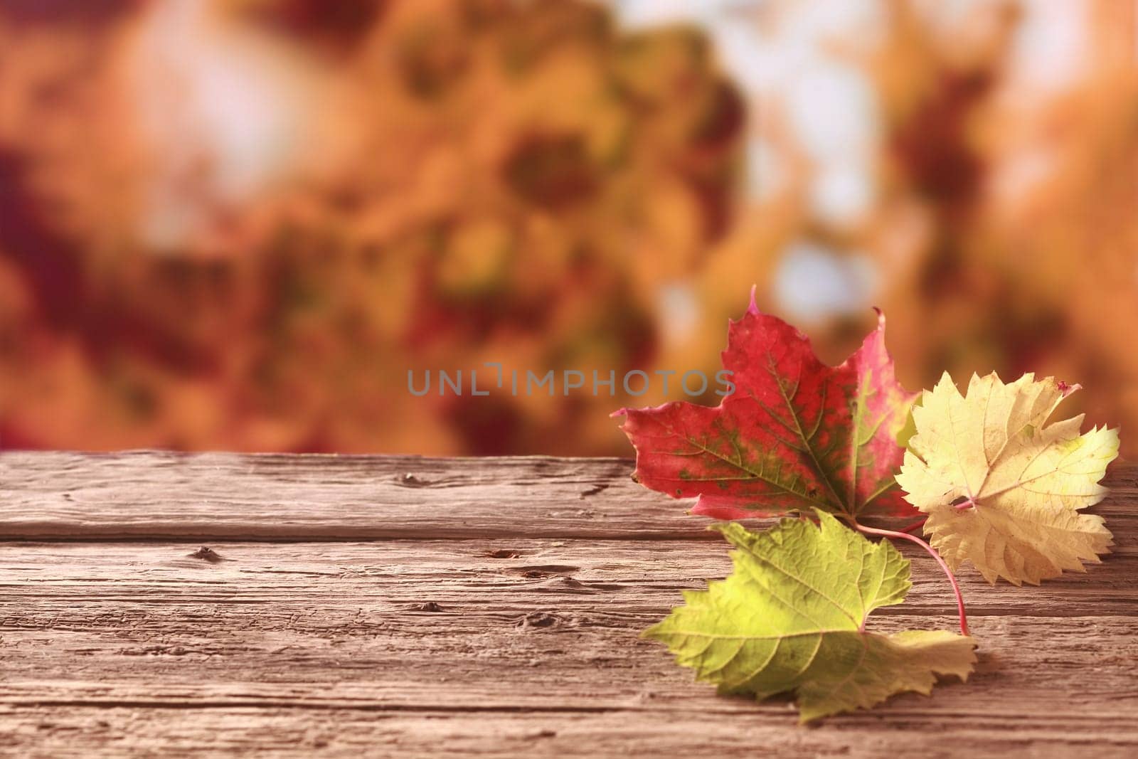 Three autumn leaves in red, yellow and green showing the colorful palette of the fall season lying on an old weathered wooden table against a background of coppery autumn foliage, with copyspace