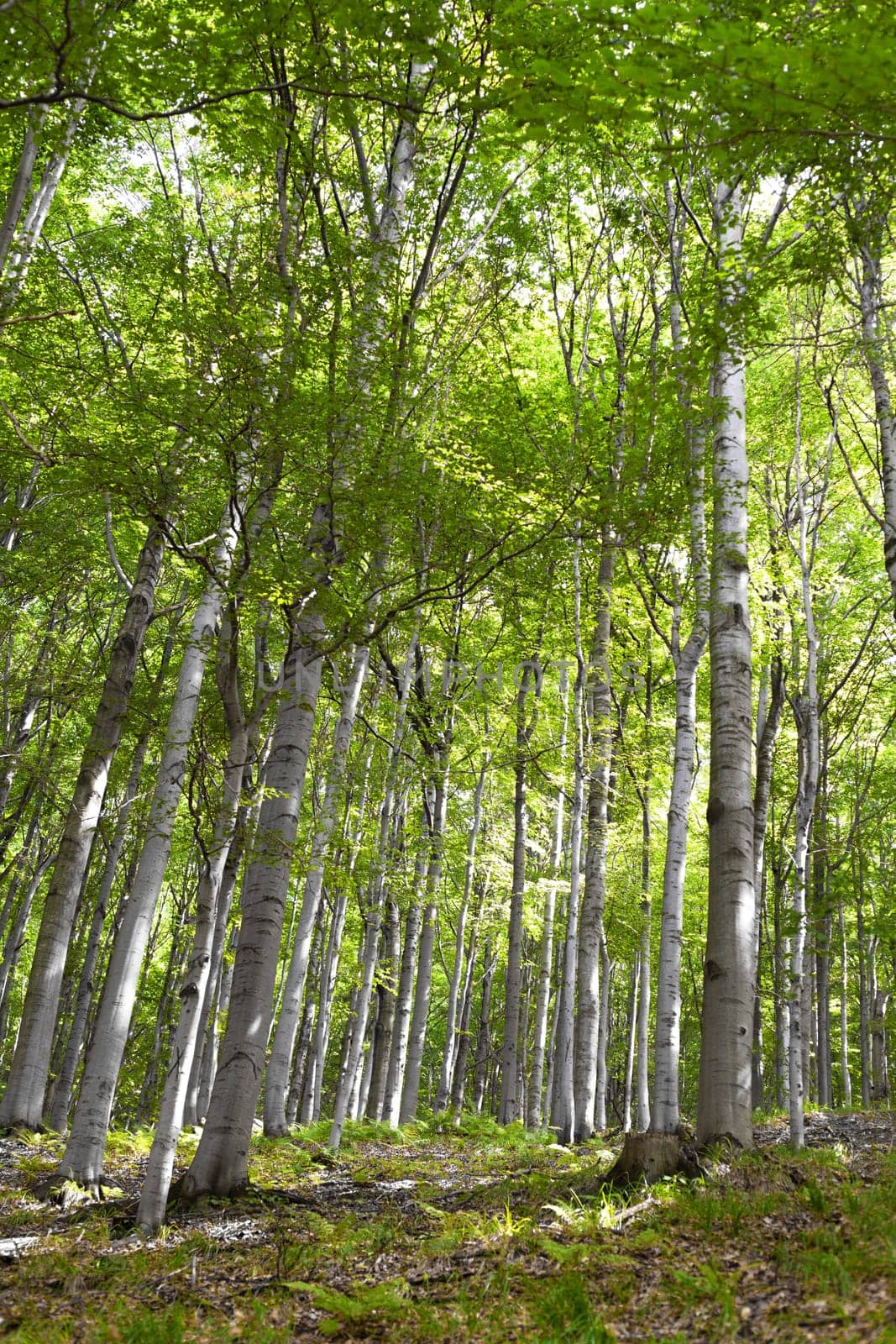 Perspective of trees in a forest