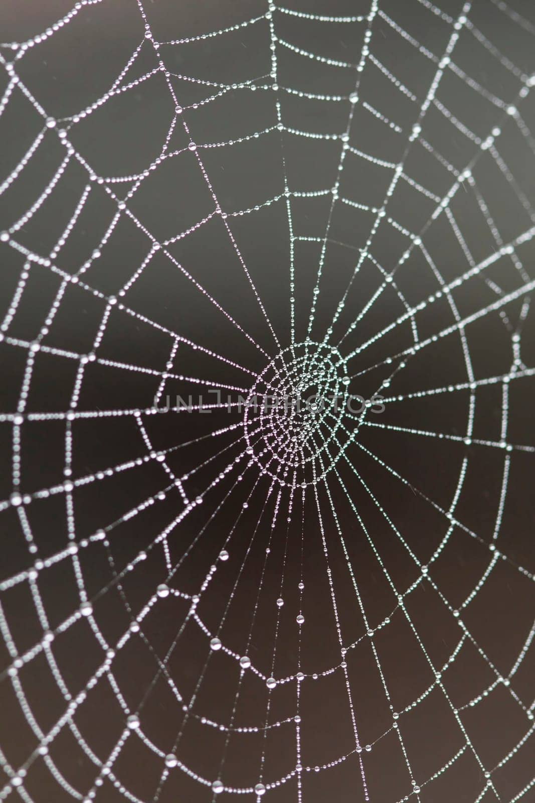 Spider web with water drops