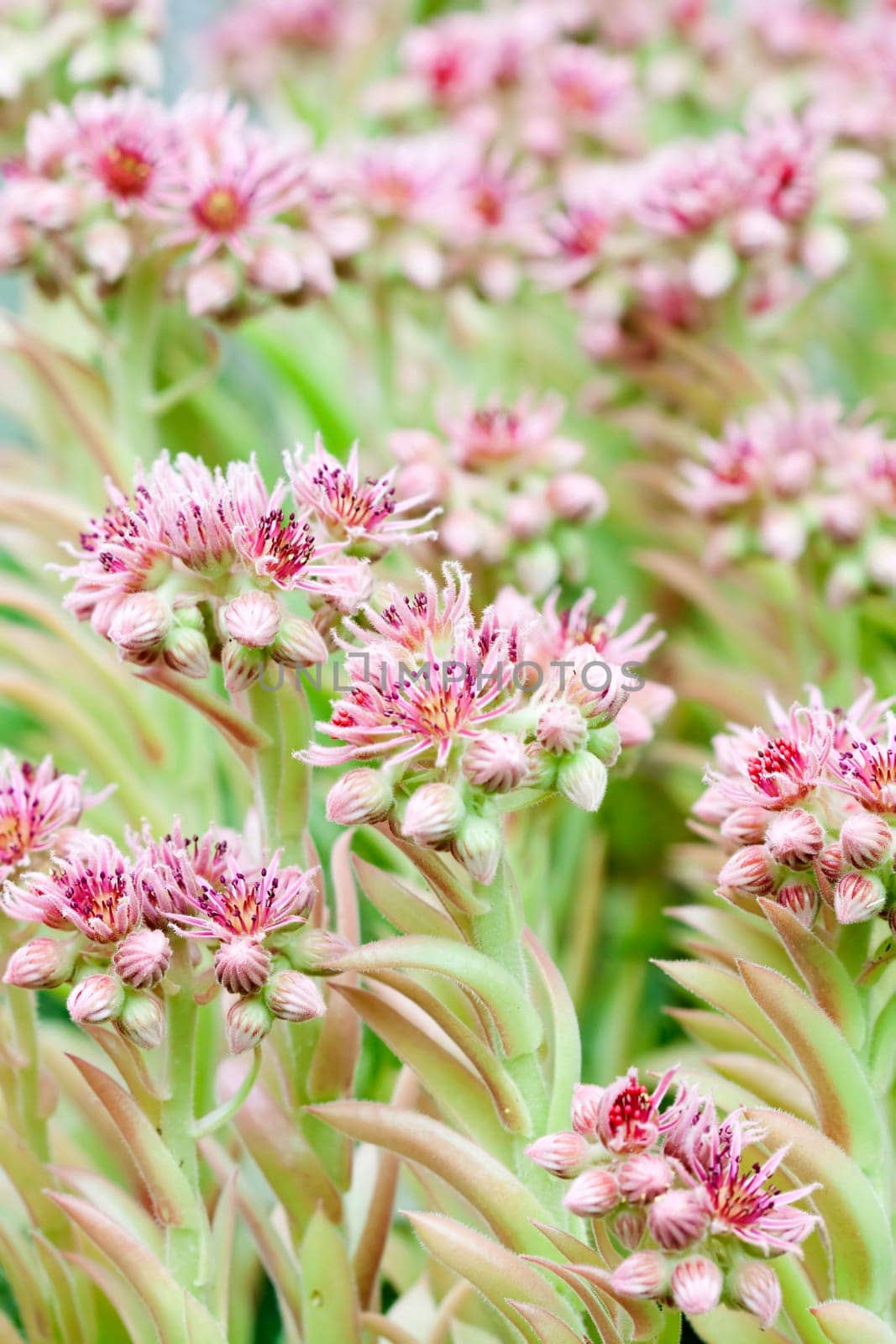 Pink flower in summer field