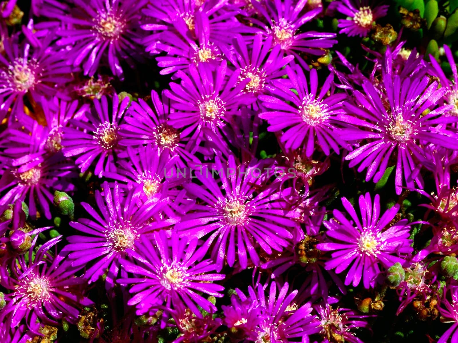 Close up of a Ice Plant