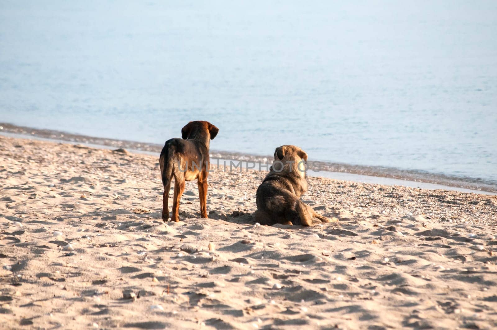 Two dogs on sand beach looking at sea water