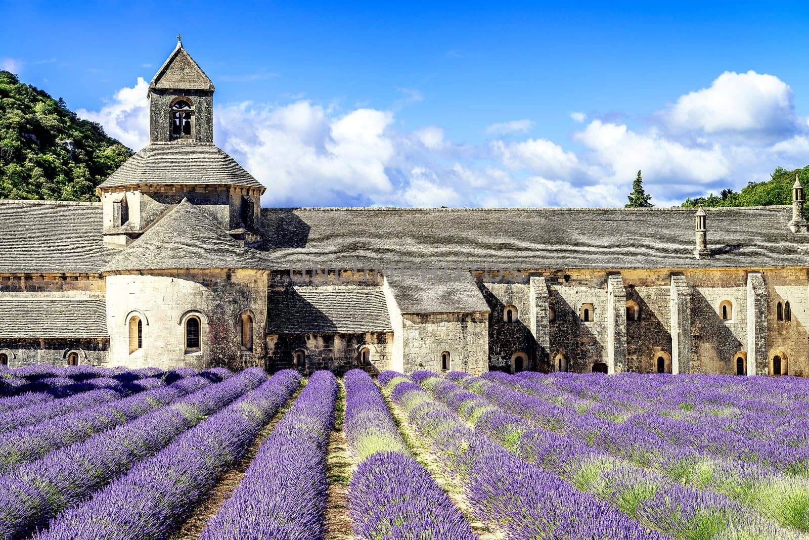 Abbey of Senanque and blooming rows lavender flowers. Gordes, Luberon, Vaucluse, Provence, France.