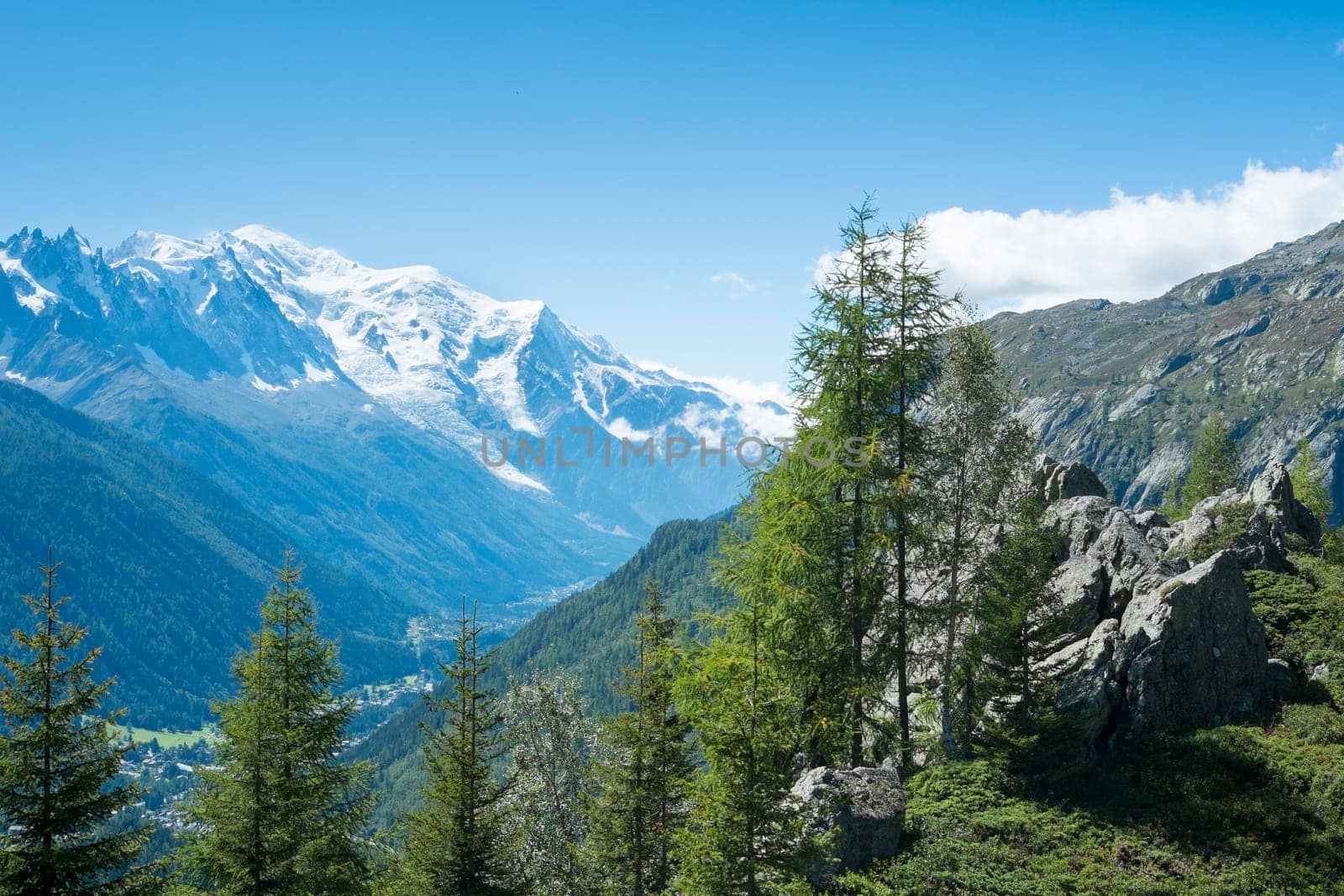Pine woodland in French countryside with Mont Blanc mountain range in the background