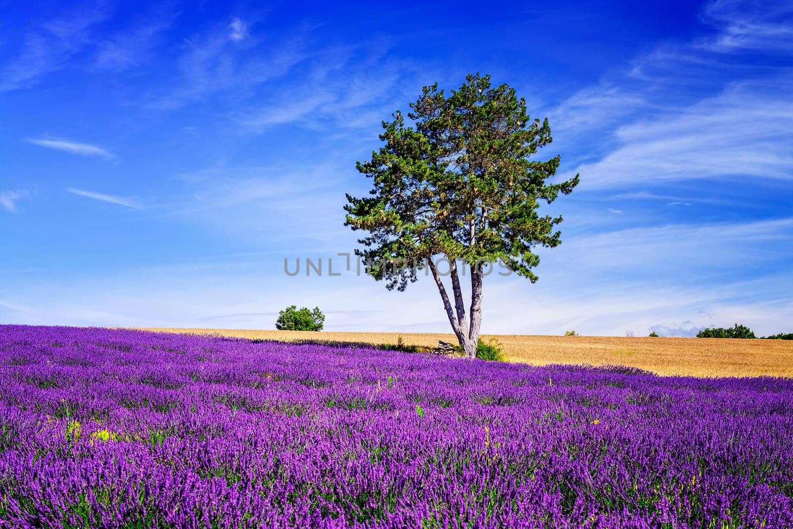 Lavender field in Provence, near Sault, France