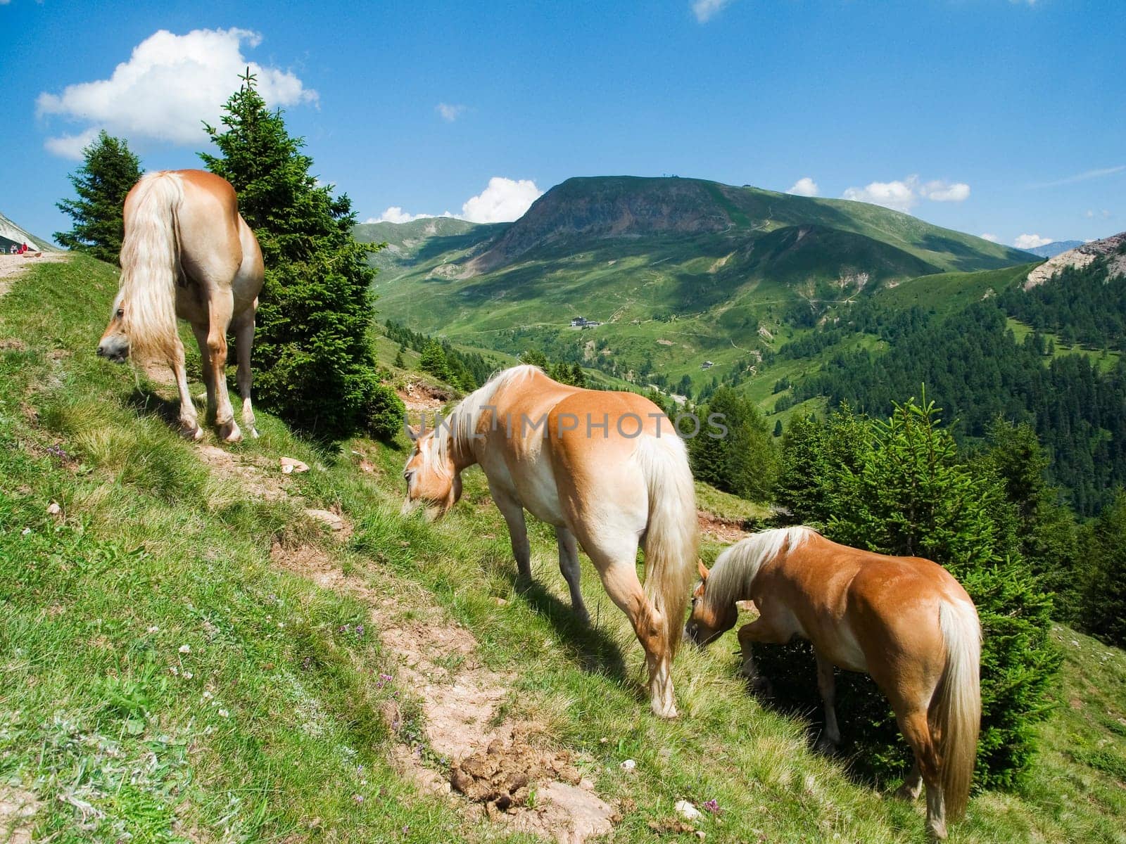 grazing and free-running Haflinger horses on a slope in the South Tyrolean Alps in the Merano 2000 region in summer
