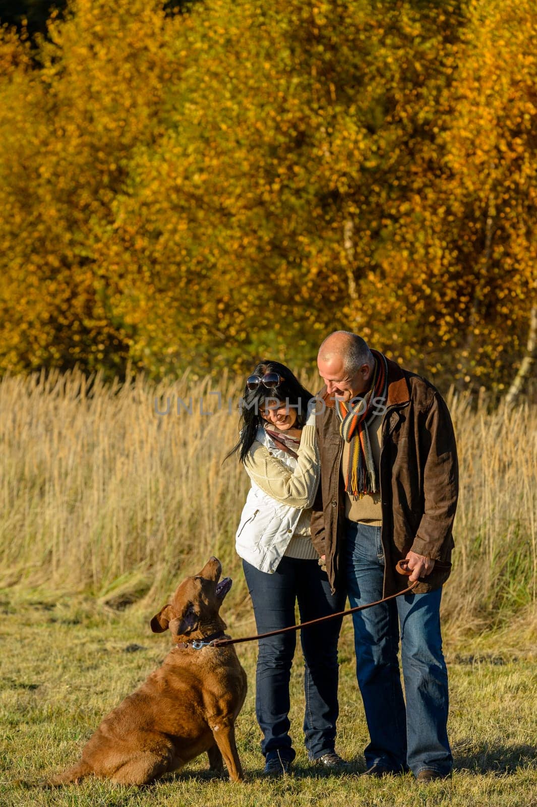 Mature couple training retriever dog autumn walk in sunset park