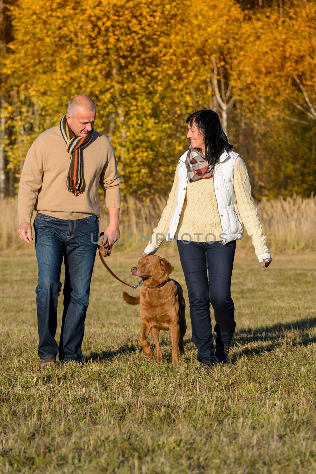 Mature couple walking retriever dog enjoying autumn sunny park