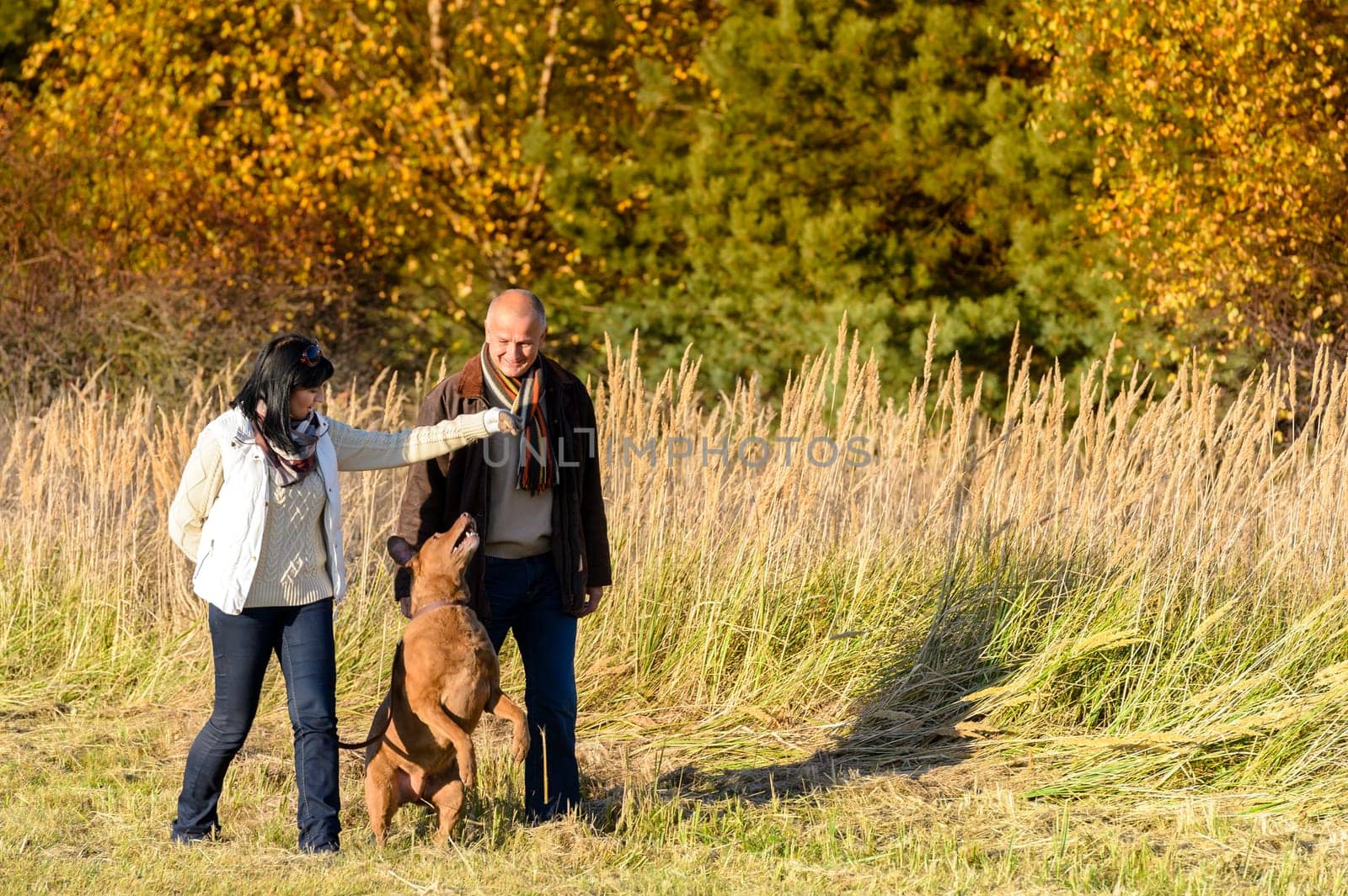 Mature couple playing with retriever dog sunny autumn countryside