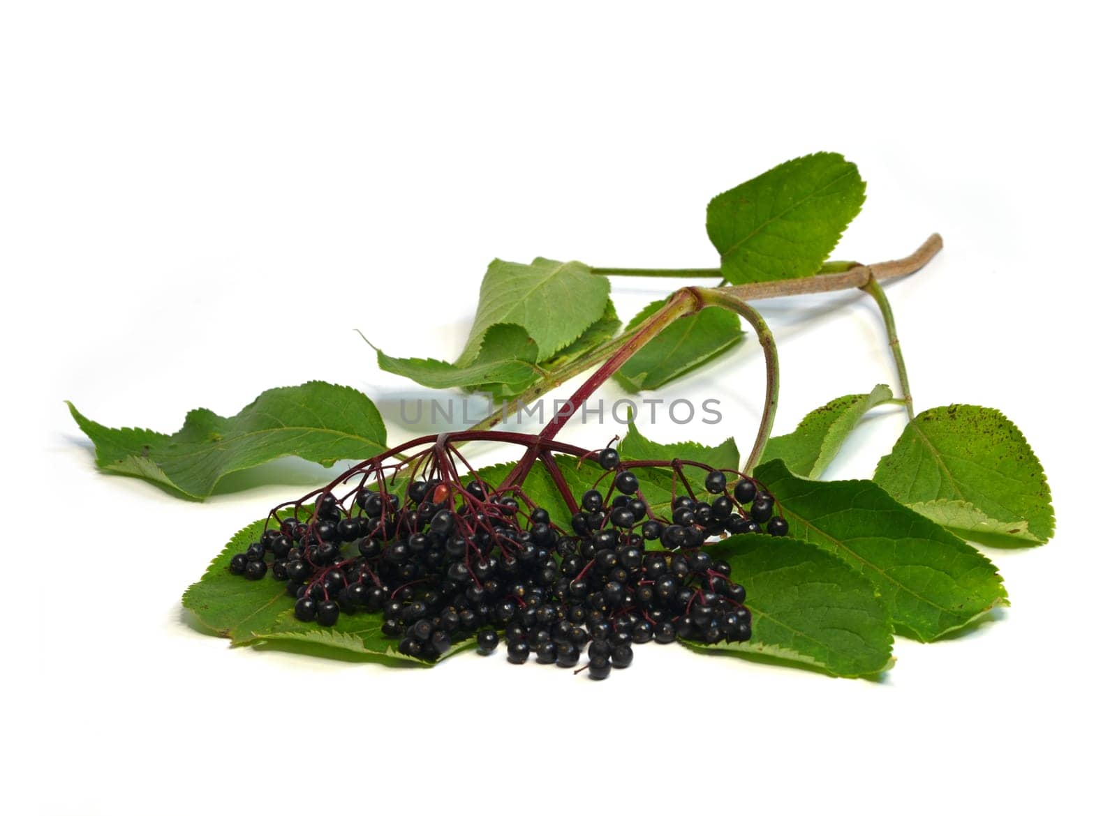 Black Elderberry - Lilac Berries