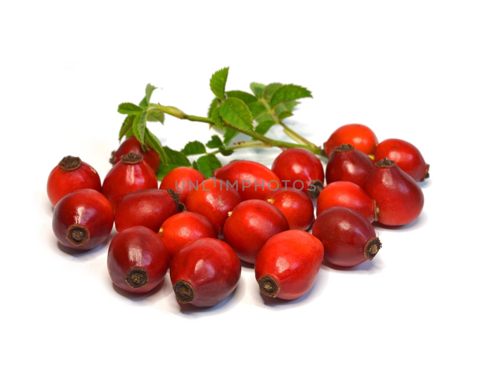Dog Rose (Hagebutte)