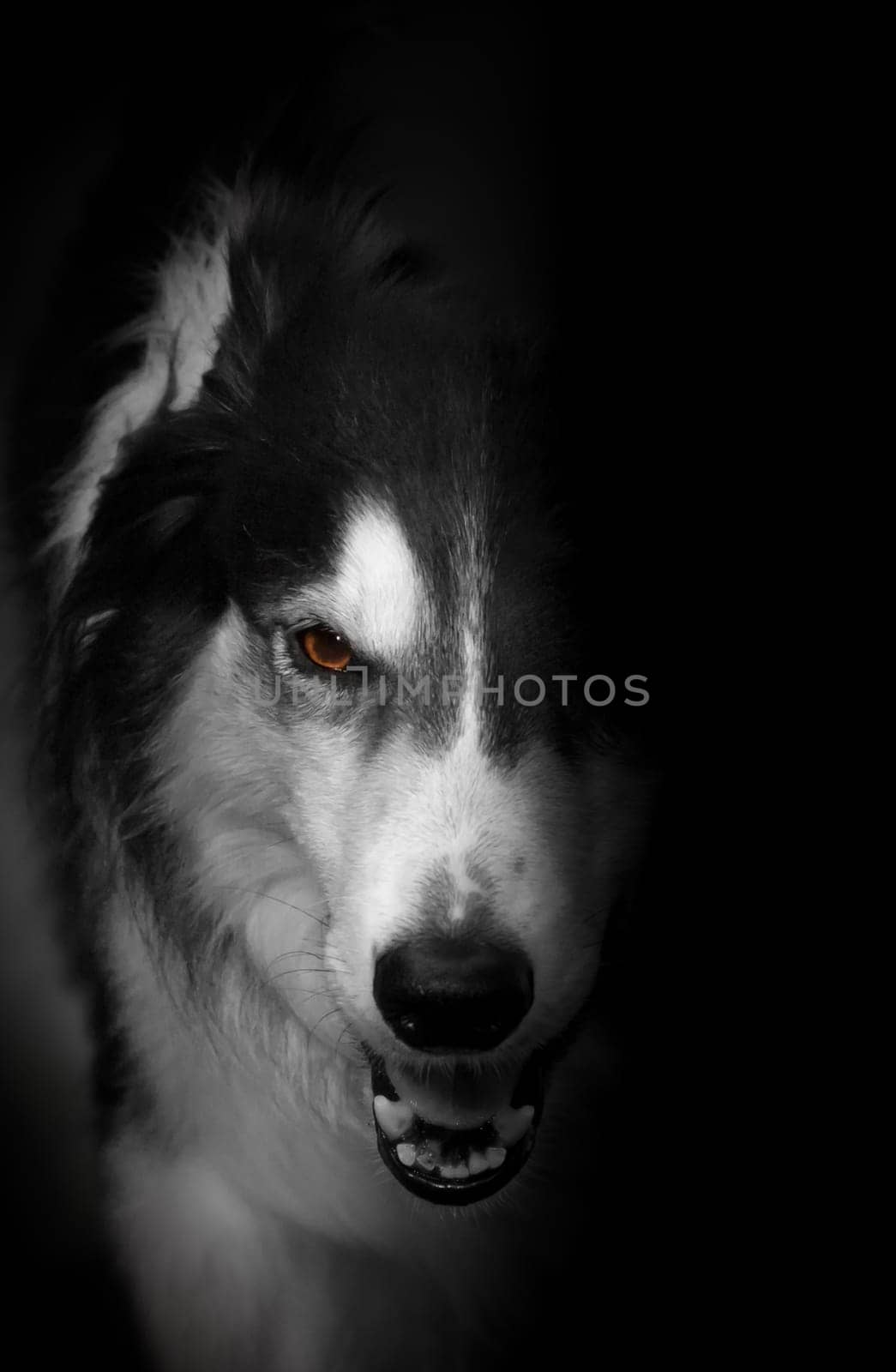 (dog or (dog person) or (dog walking) or (dog portrait)) without hot