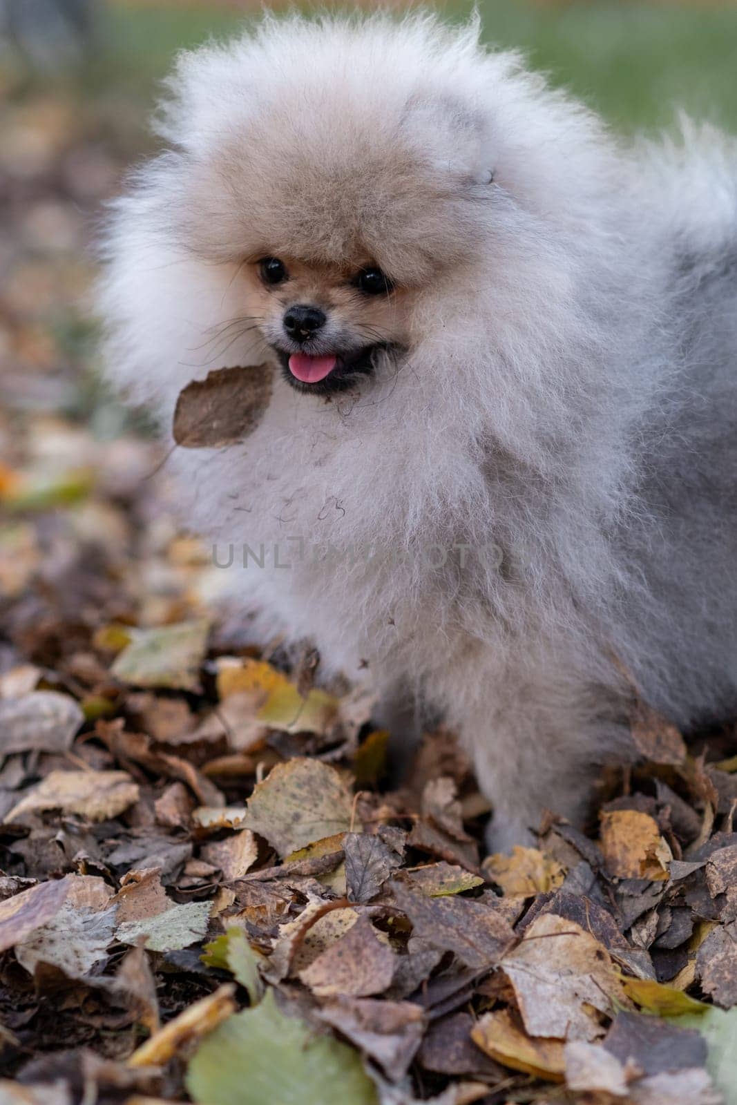 Portrait of a cute and handsome Pomeranian dog walking on a leash in the park. Fluffy dog.