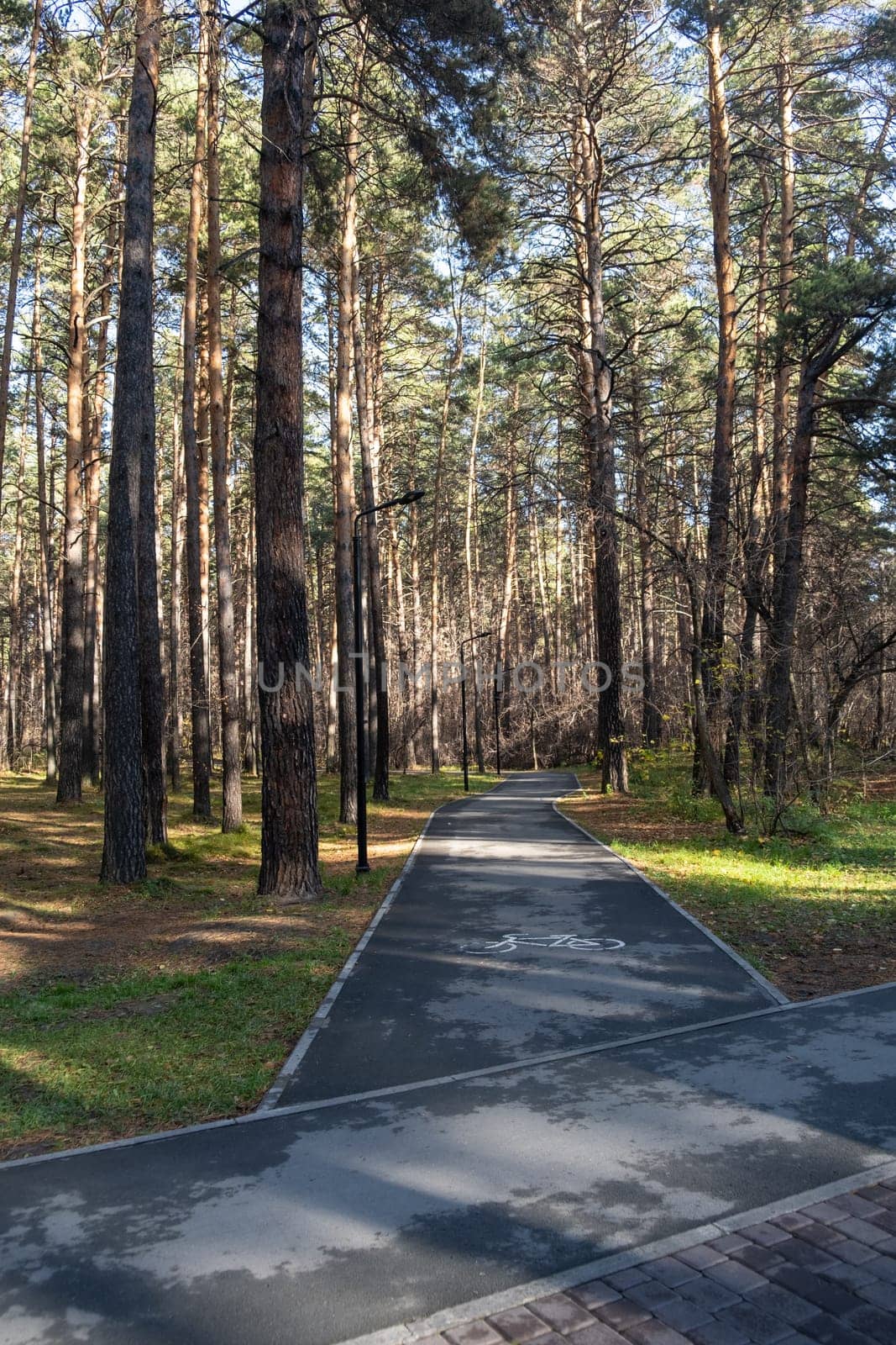 Walking path in a city park. Pedestrian path made of asphalt in the forest. Place for walks, relaxation and sports