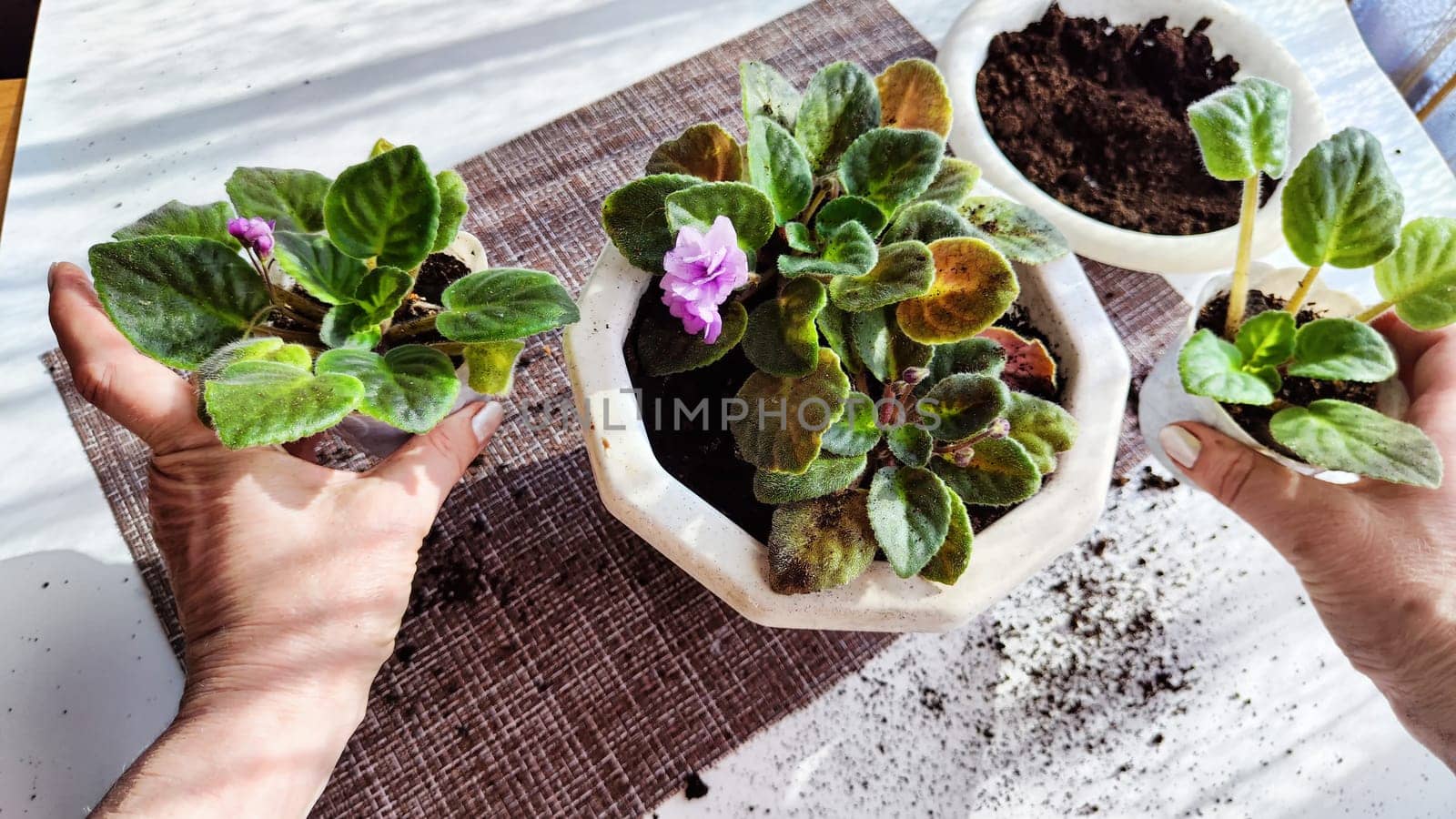 Hand of woman who Transplant and plant violet flower senpolia into a new pot. Home flower and care for it. Plants and creating comfort in the house