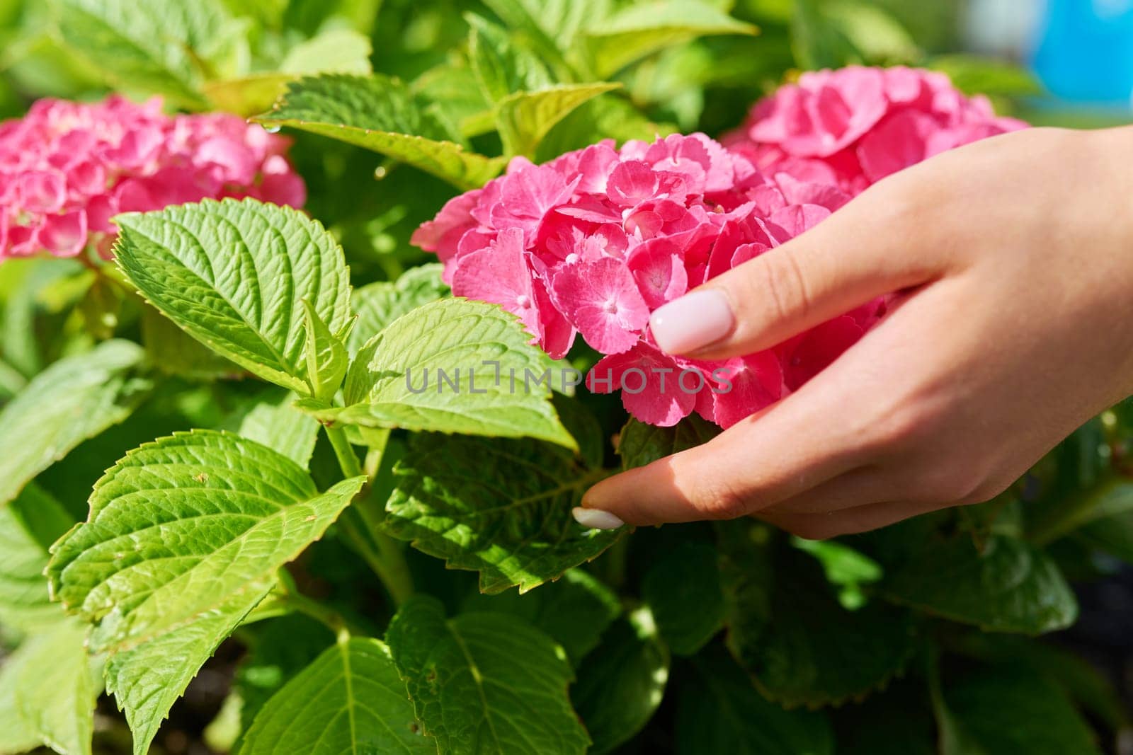 Close-up blooming bright pink large-leaved hydrangea woman's hand touching flowers. Flora, beauty of nature, landscaping of backyard gardens, summer season