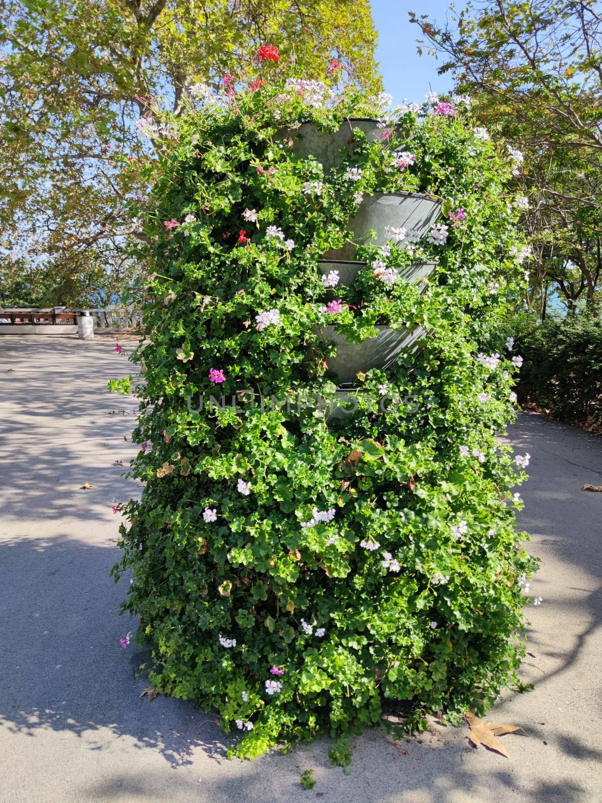 Ampelous pelargonium in a vertical flowerbed in a park in sunlight.