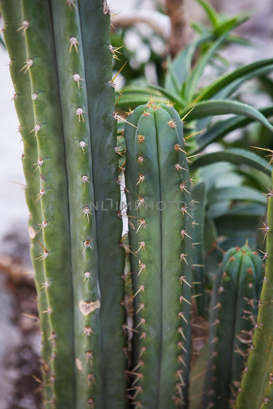 Close up of an espadin cactus with thorns and green leaves. by sfinks