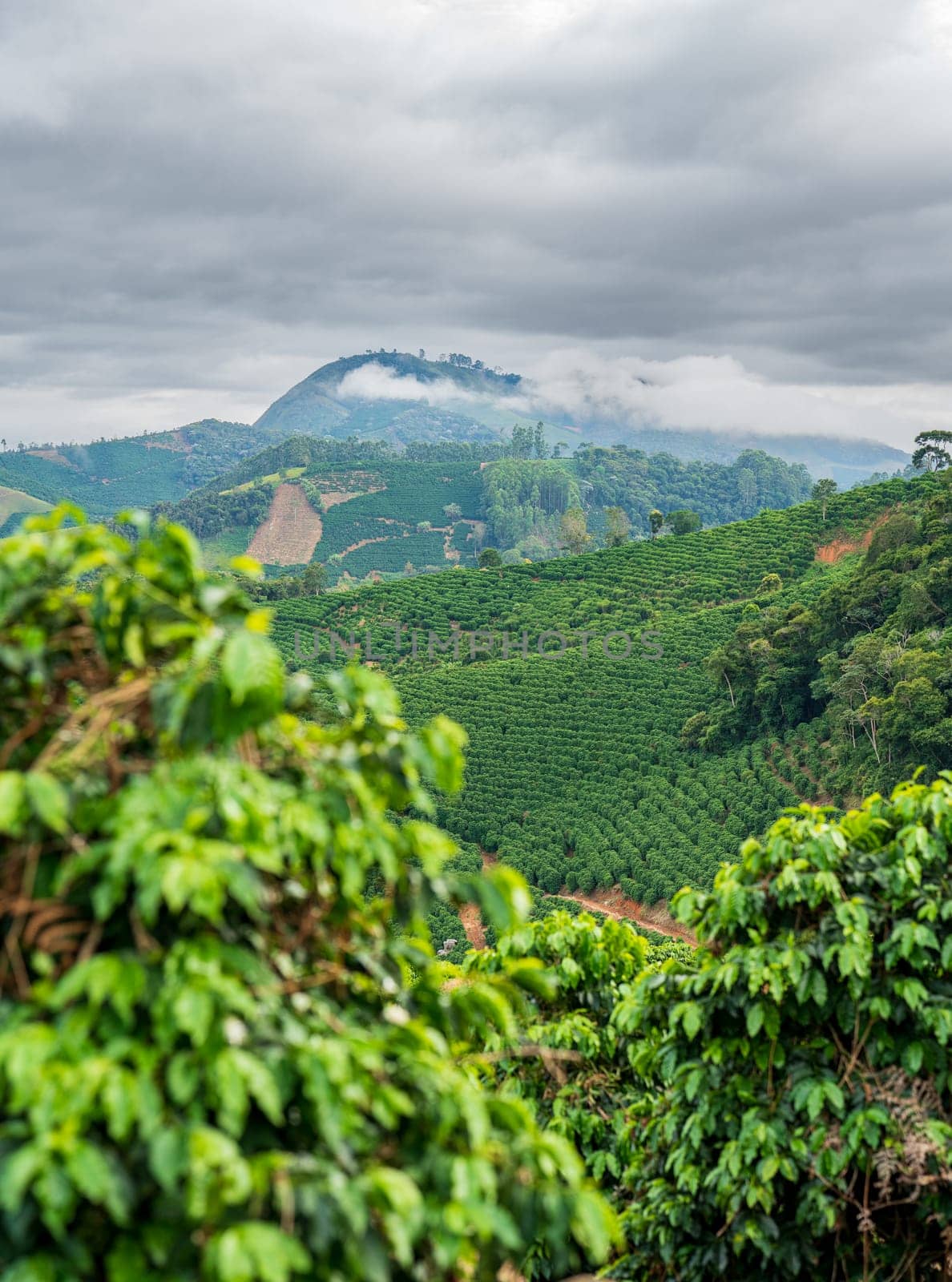 Lush Green Coffee Fields in the Mountains with Misty Sky by FerradalFCG