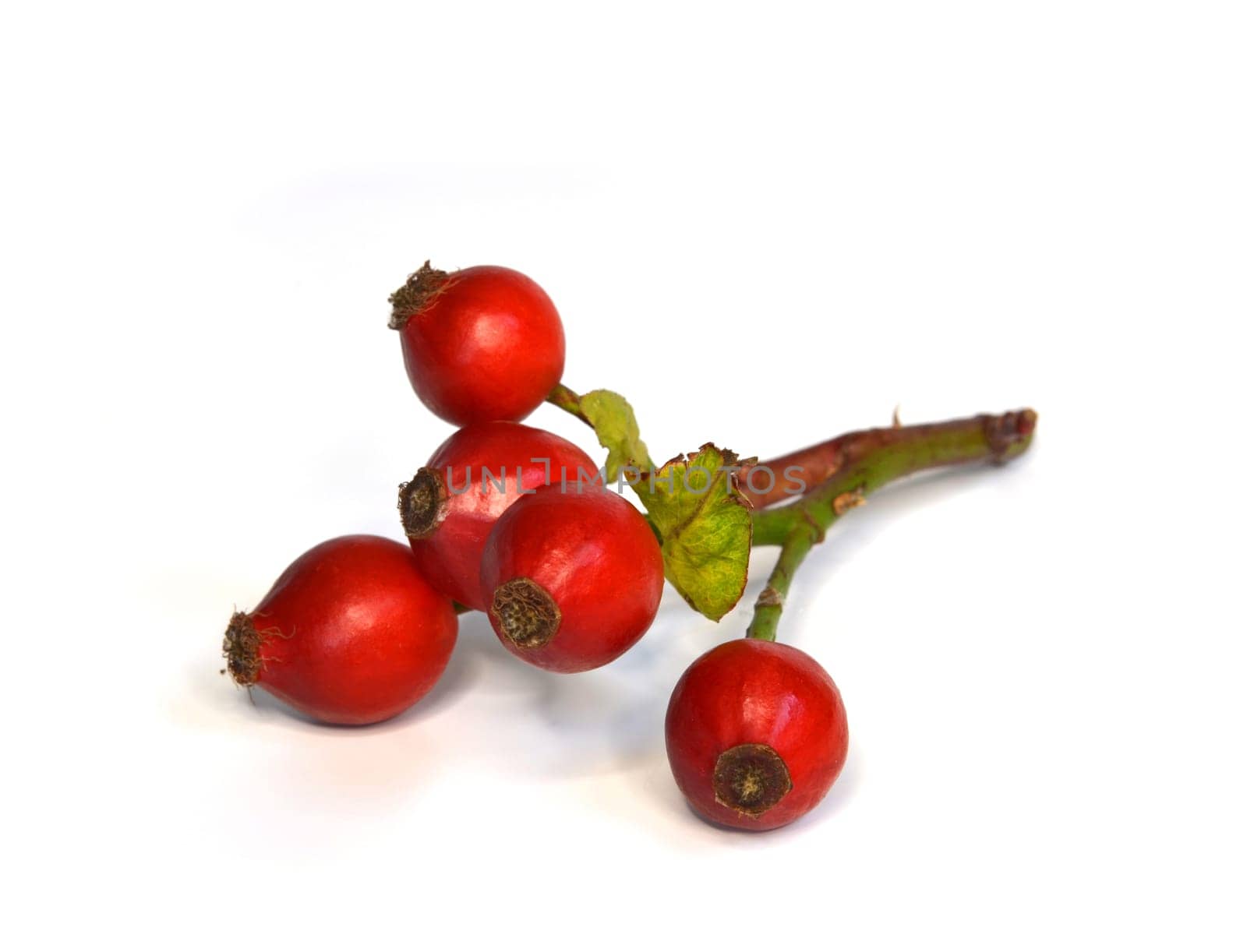 Dog Rose (Hagebutte)