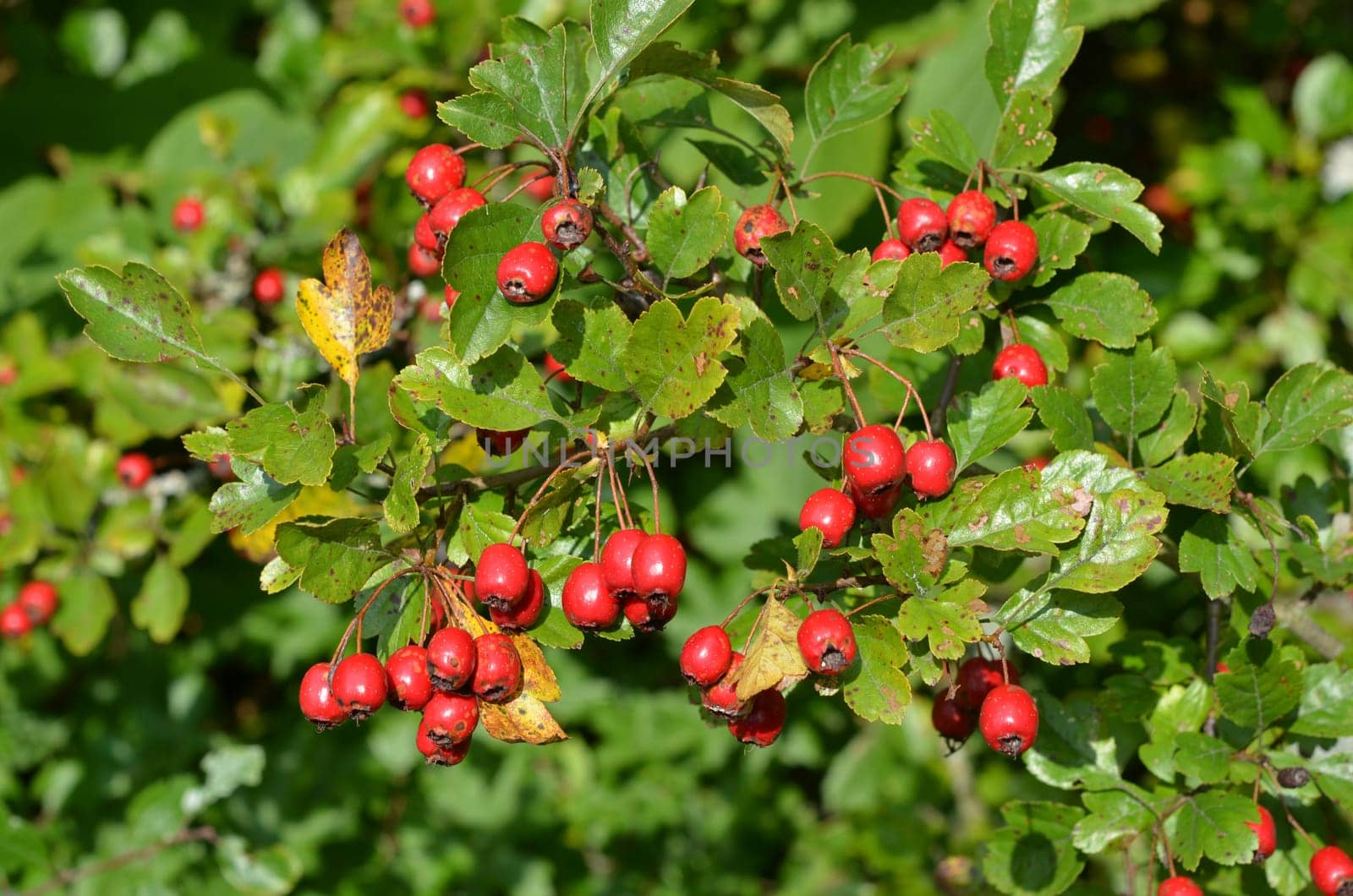 Hawthorn