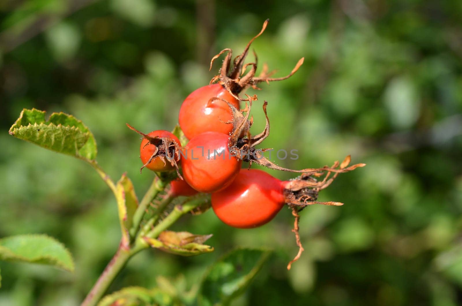 Dog Rose (Rosebutte)