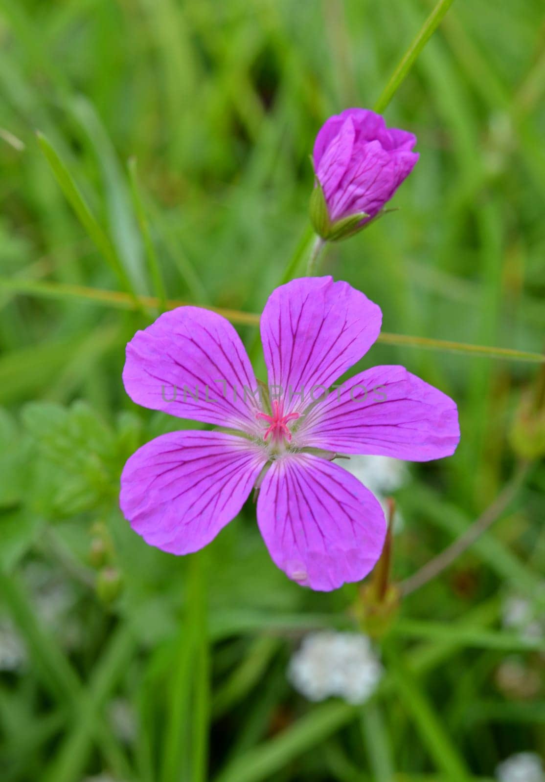 Cranesbill