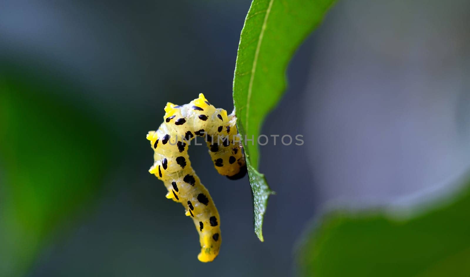 Broad-footed birch-leaf wasp