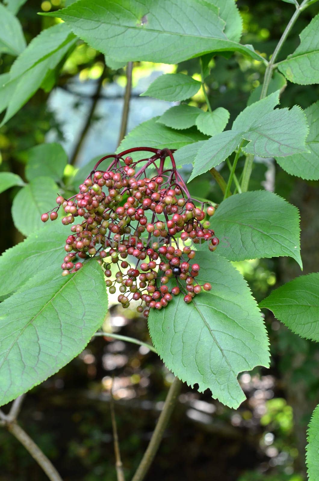 Black elderberry