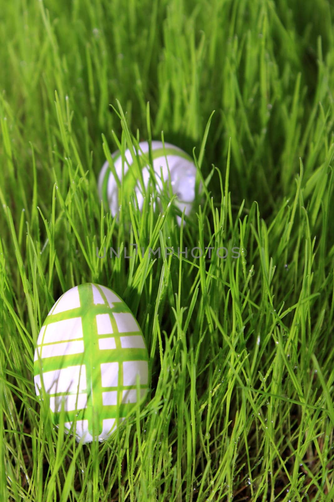 green white Easter eggs hidden in green meadow lying