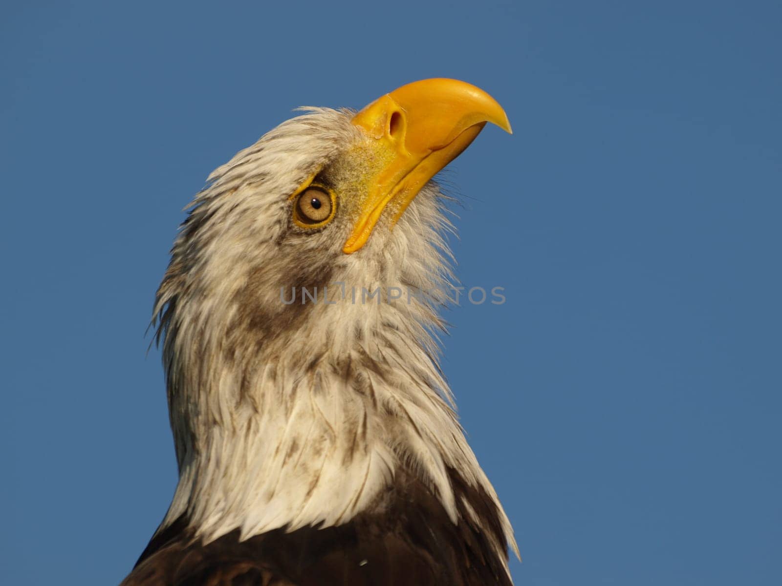 Bald eagle