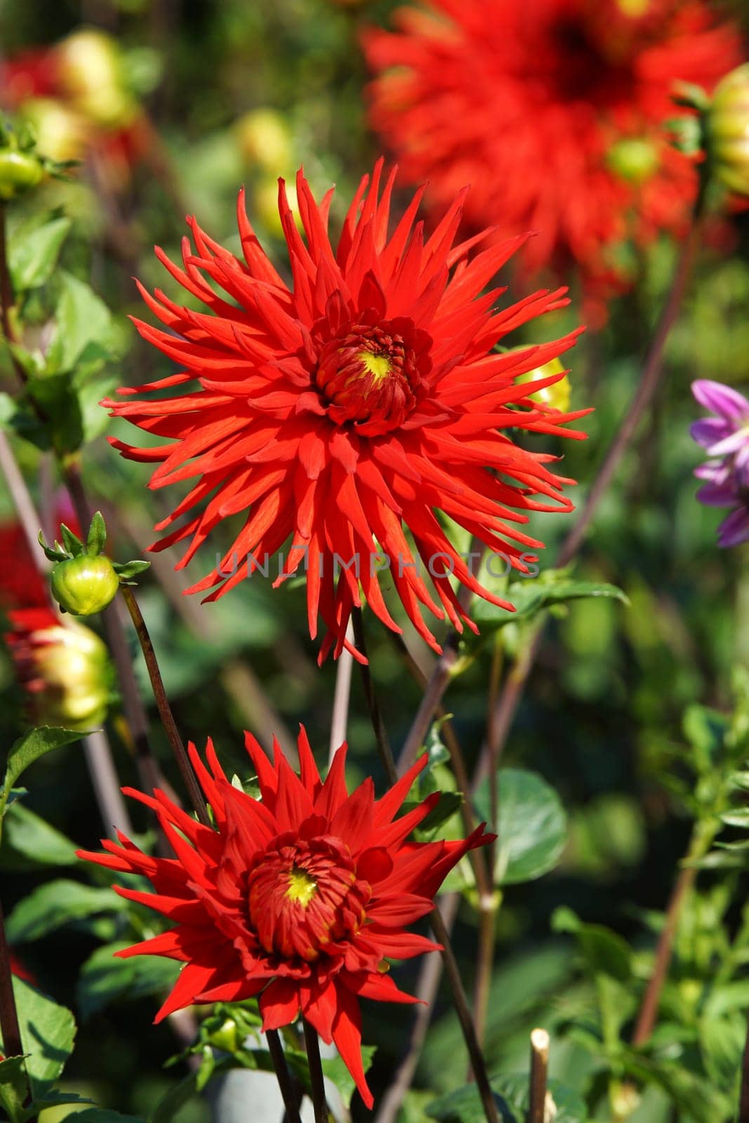 Dahlia blueten