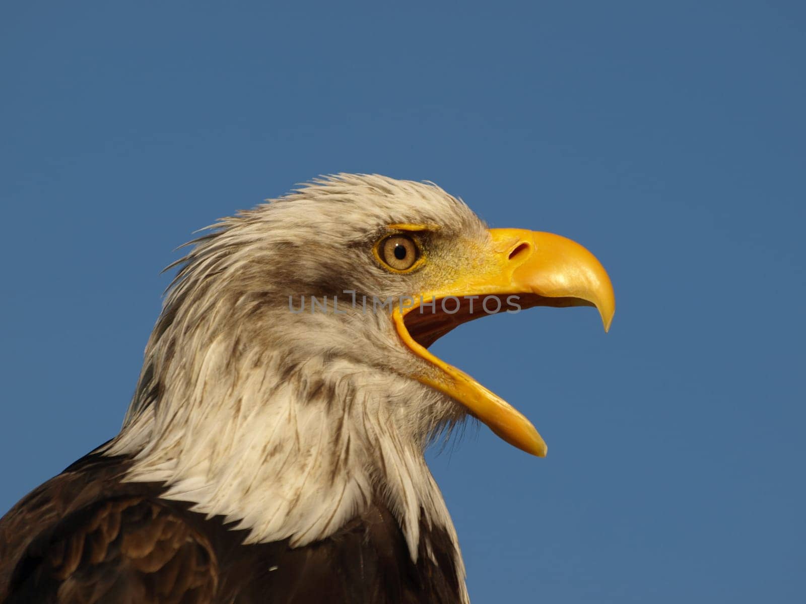 Bald eagle