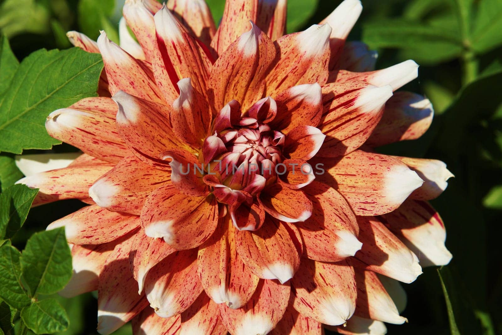 Dahlia blueten