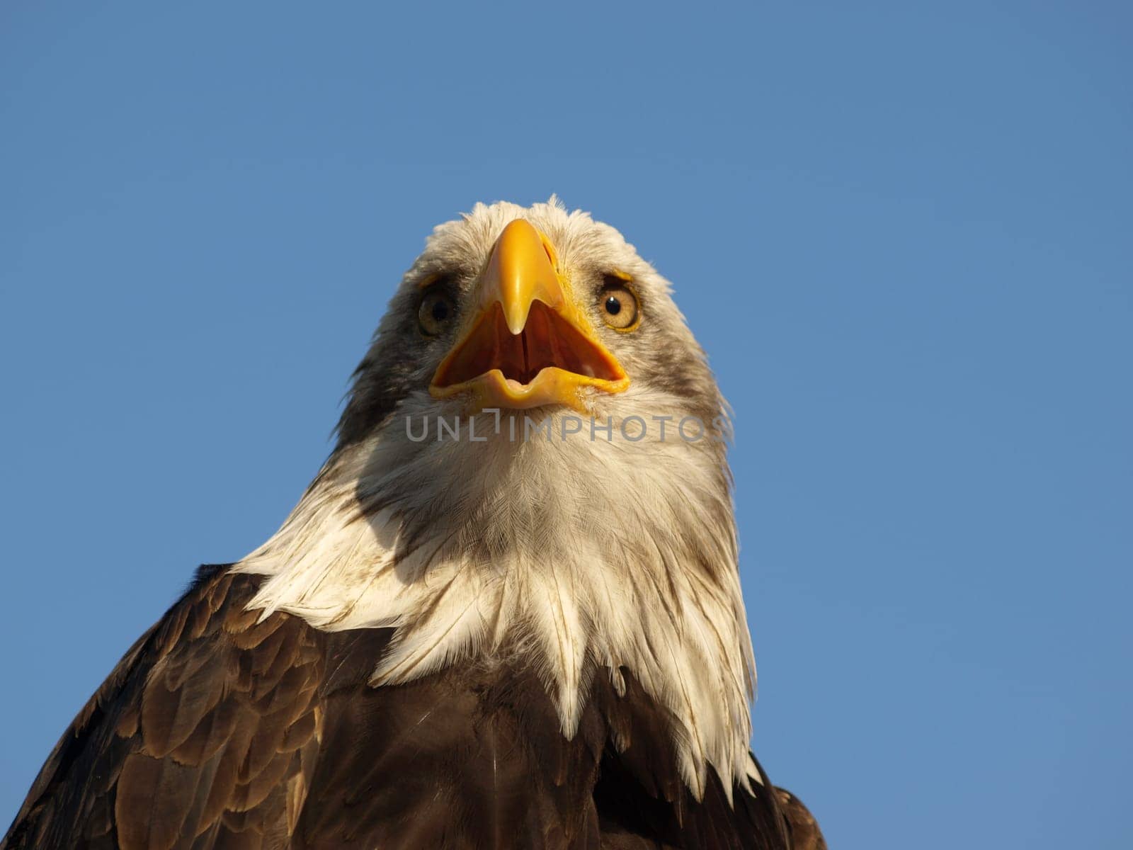 Bald eagle