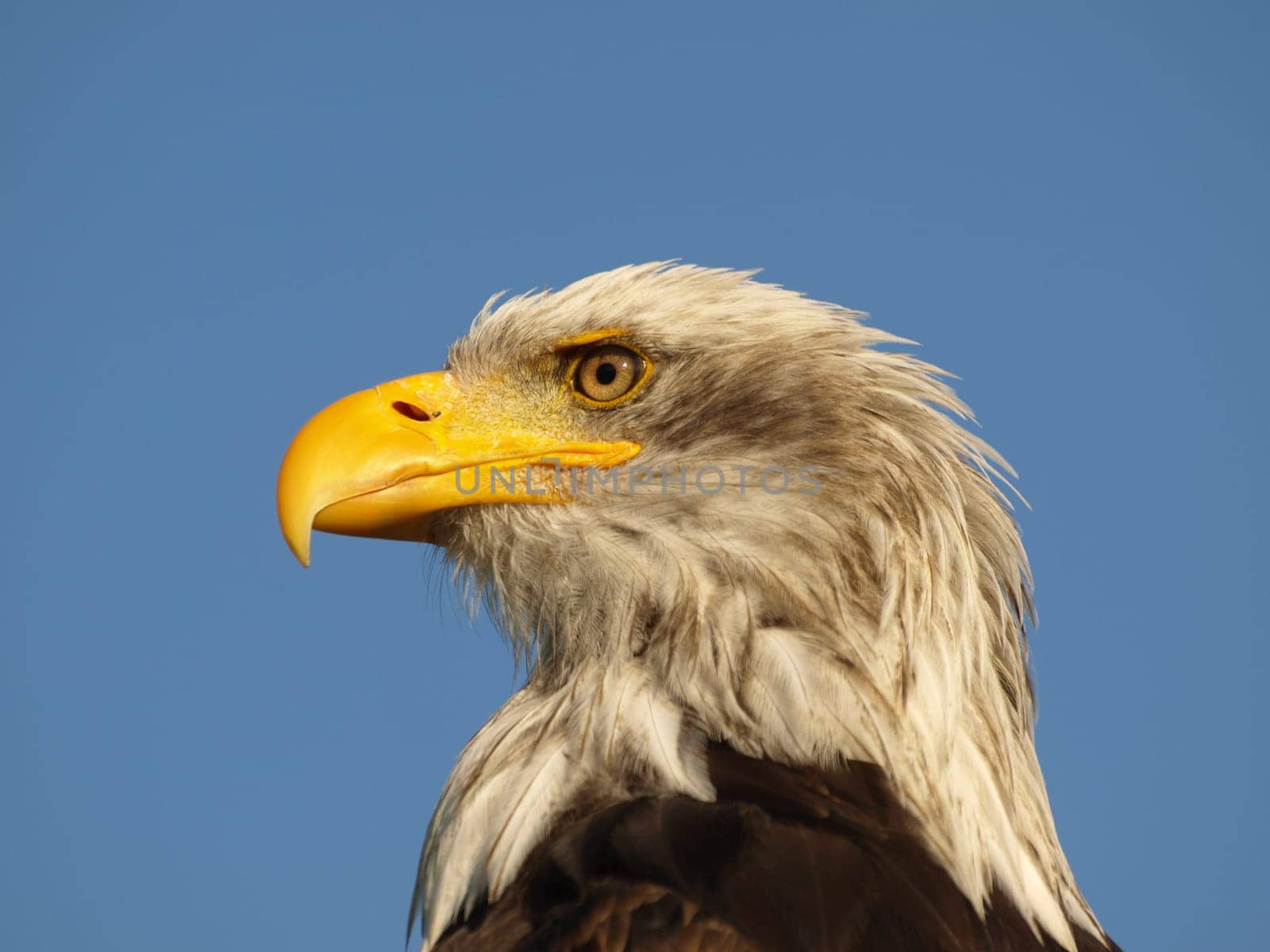 Bald eagle